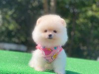 Pomeranian boo yavrularımız