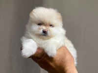 A kalite tesy bear ayı surat pomeranian