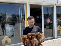 Üst Kalite Toy Poodle Yavrular Ankara Mağazamızda Görn