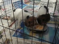 İki Adet Beagle Kardeş