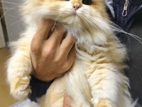 ÜST DÜZEY SAFKAN GOLDEN NY12 SUPER LONGHAİR ERKEK KEDİM