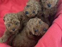 OYUNCAK BOY ORJİNAL KORE KAN TOY POODLE DIŞI YAVRULARIMIZ