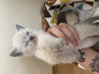 Blue Point Dişi British Shorthair Yavru