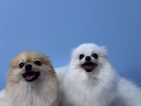 Eğitimli ırk ve sağlık garantili tea cup pomeranian