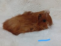 Sevimli Guinea Pig Yavruları