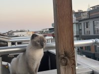 Scottish Fold Ücretsiz Sahiplendirme