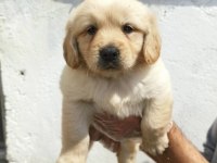 Dost Canlısı Golden Retriever Yavrular