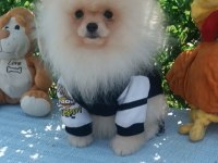 Orijinal pomeranian Boo