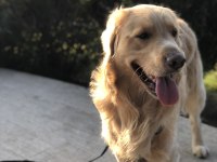 Köpeğimize yeni sahip arıyoruz