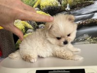 Çok Tatlı Safkan Pomeranian Boo