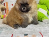 Pomeranian boo nadir güzellikte