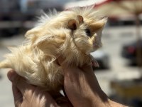 Ginepig yavrularımız hazır