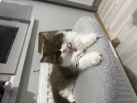 British longhair be color yavru dişi