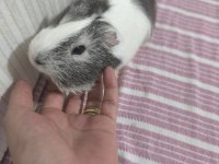 Ginepig 6 aylık