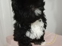 shih tzu siyah
