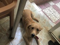 Labrador köpeği erkek