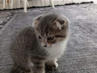 Yavru kedi