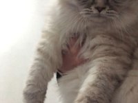 Çok uysal british longhair yuva arıyor