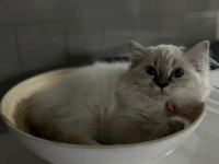 British longhair