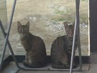 Oyuncu ve kardeş iki tekir kedisi
