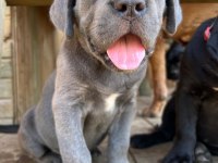 60 günlük A kalite cane corso bebek
