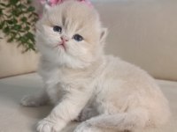 Safkan British Çikolata Golden