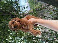 En Koyusundan Aşılı Maltipoo 