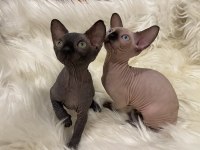Sphynx Sfenks dişi erkek