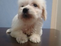 Maltipoo