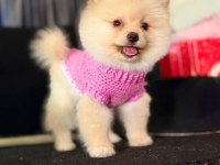 MUHTEŞEM POMERANİAN BOO YAVRULARIMIZ