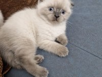Safkan Scottish Fold