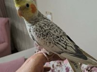 Ele alışkın sultan papağanı