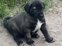 KANGAL KÖPEĞİMİZİ SAHİPLENDİRİYORUZ