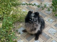 Pomeranian Merle Mavi Gözlü Yetişkin