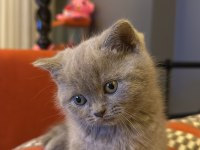 British shorthair kedimize yuva arıyoruz