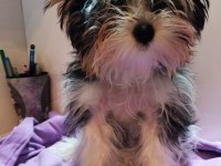 Yorkshire Terrier 3 aylık