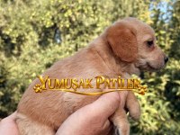 CHİHUAHUA YAVRUMUZ
