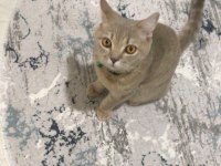 Uysal salep sahibini bekliyor