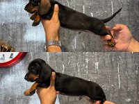 Dachshund erkek yavrular (sosis)