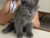 British Shorthair 2,5 aylık erkek yavru kedi