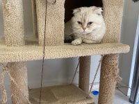 Scottish Fold Kedisi