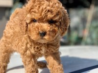Dişi Red Toy Poodle Yavru