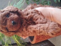 Toy Poodle Yavrularımız Ömürlük Aileleri Bekliyor