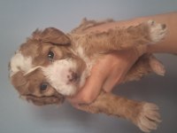 Güzeller güzeli maltipoo