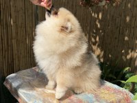 A Kalite erkek Pomeranian BOO