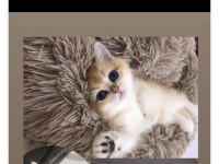 Secereli british shorthair golden yavrular