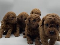 Birbirinden güzel red brown toy poodle yavruları