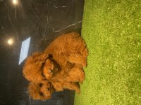 Toy Poodle Bebekleri