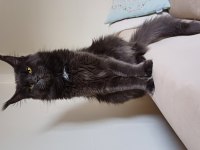 Blue ve Black smooke Arnold in son maine coon yavruları