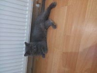 ÜCRETSİZ SAHİPLENDİRME KEDİMİZ